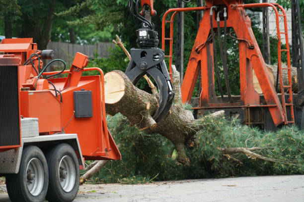Reliable Hurleyville, NY Tree Services Solutions